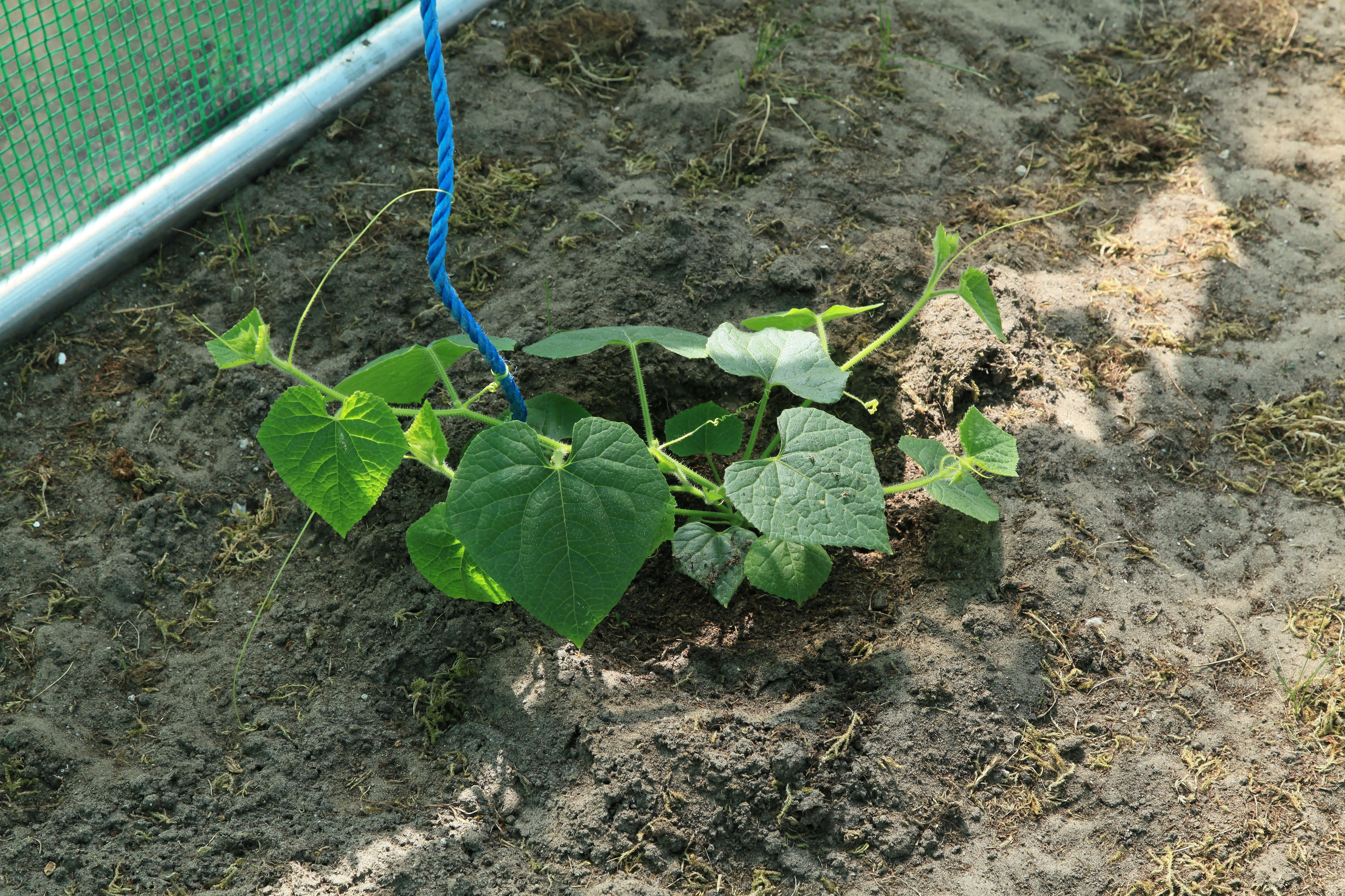 Image of African horned cucumber