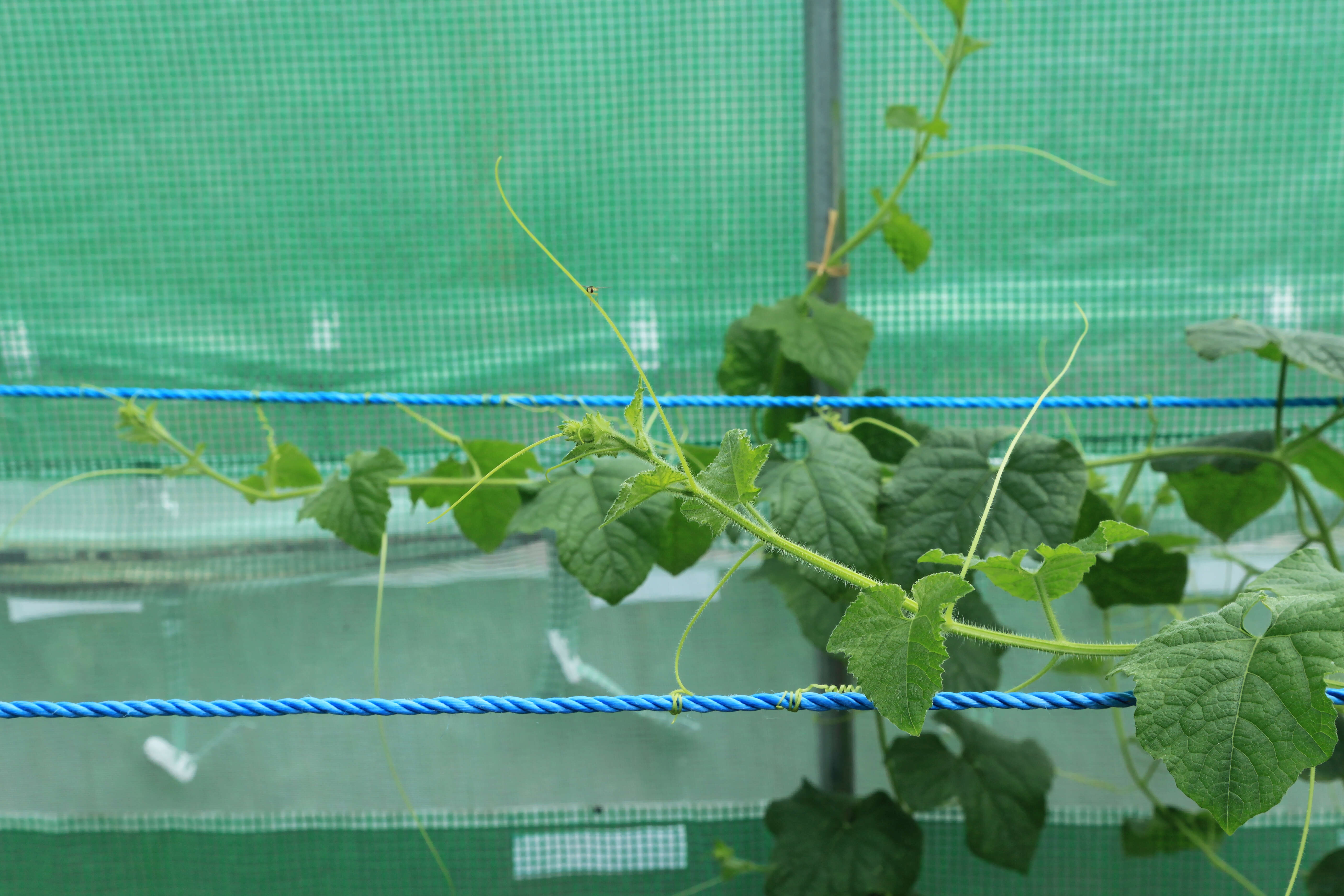 Image of African horned cucumber