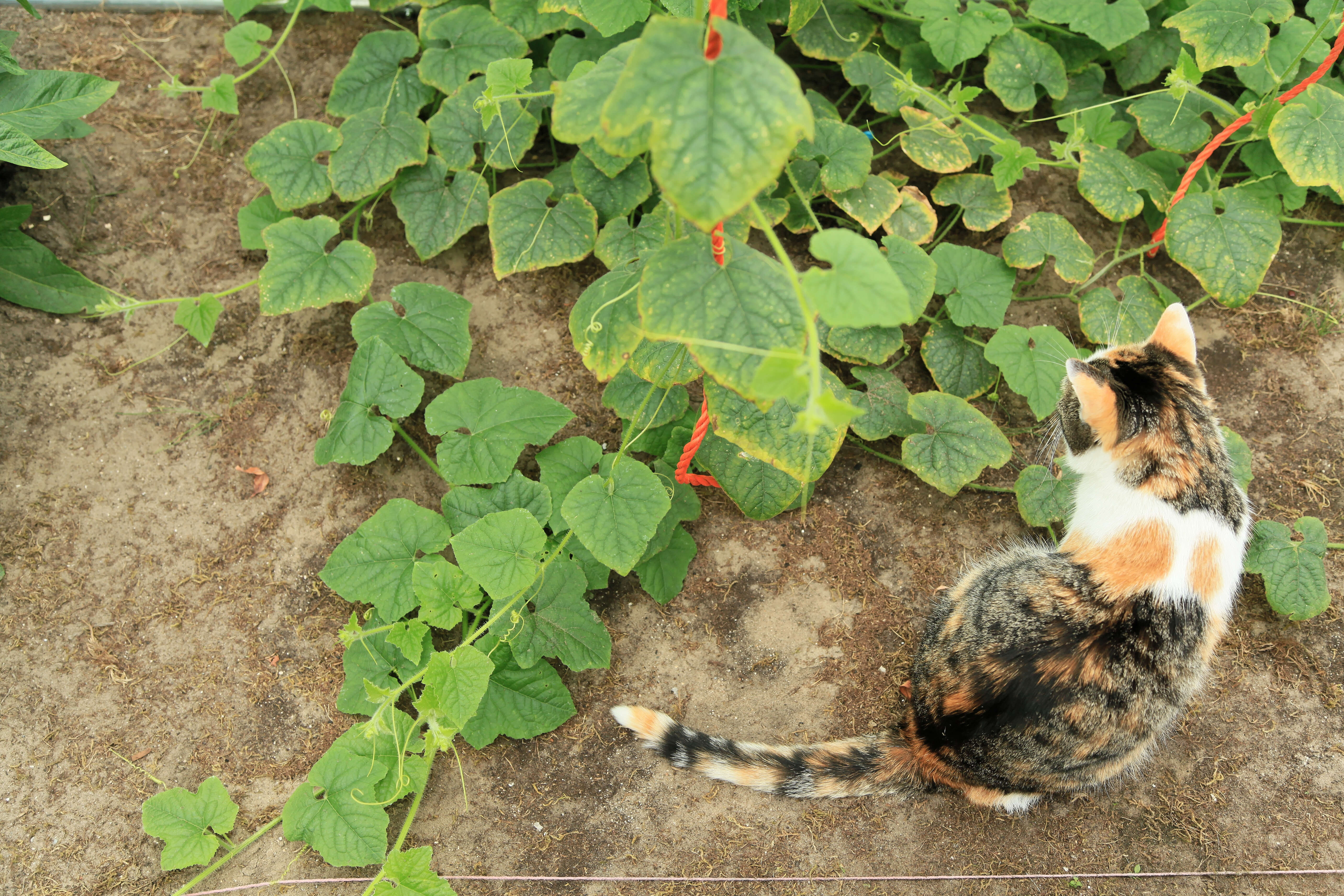 Image of African horned cucumber