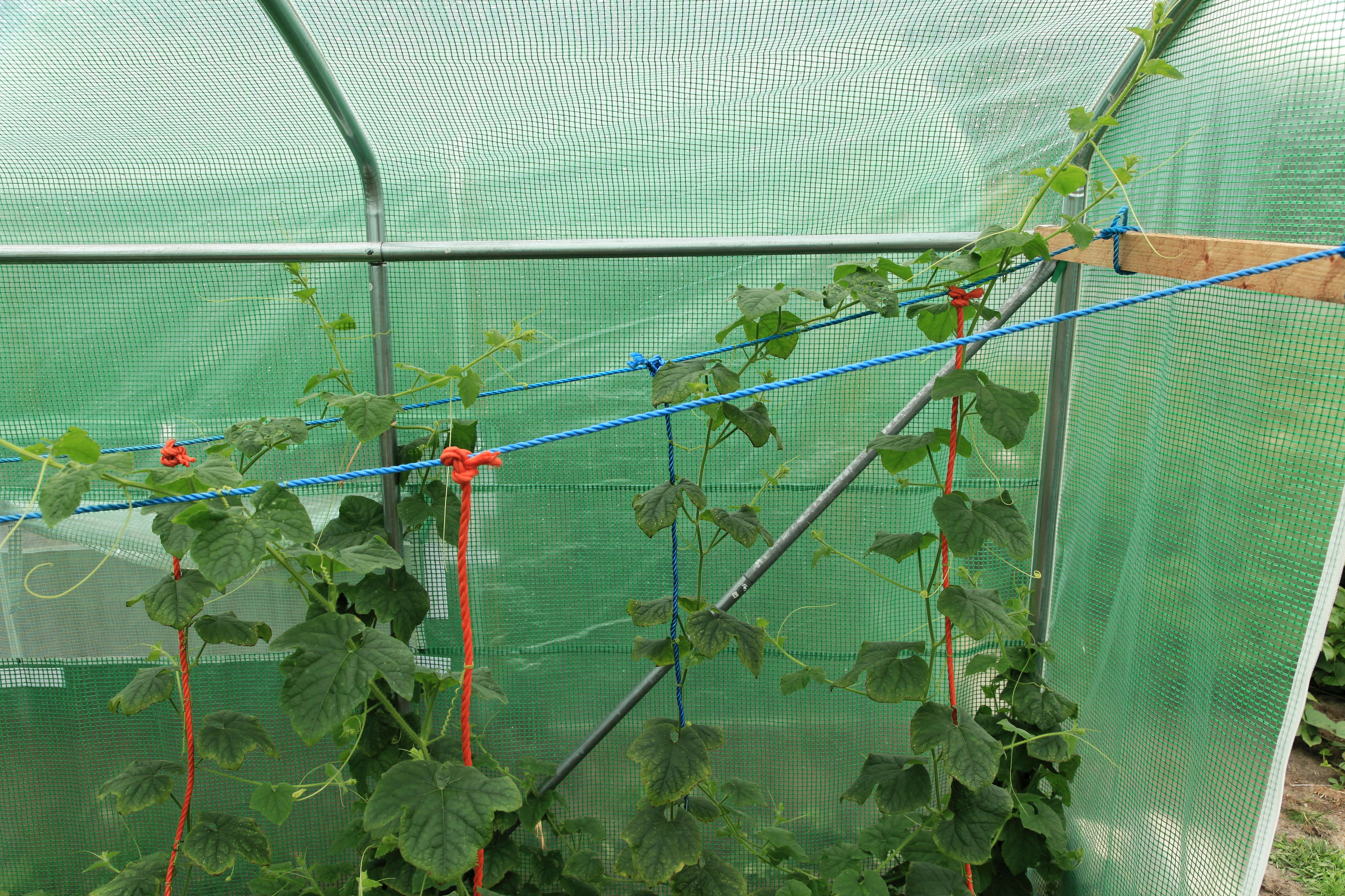 Image of African horned cucumber