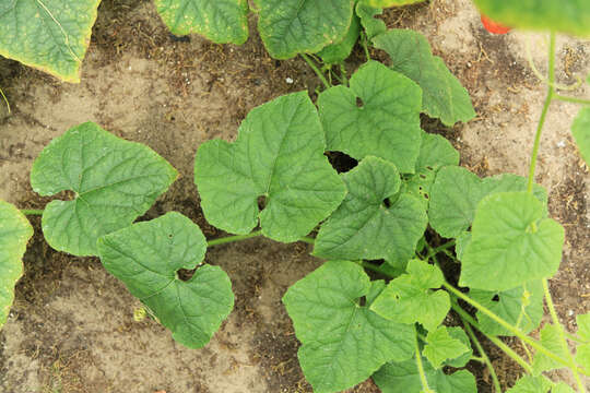 Image of African horned cucumber