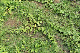 Image of African horned cucumber