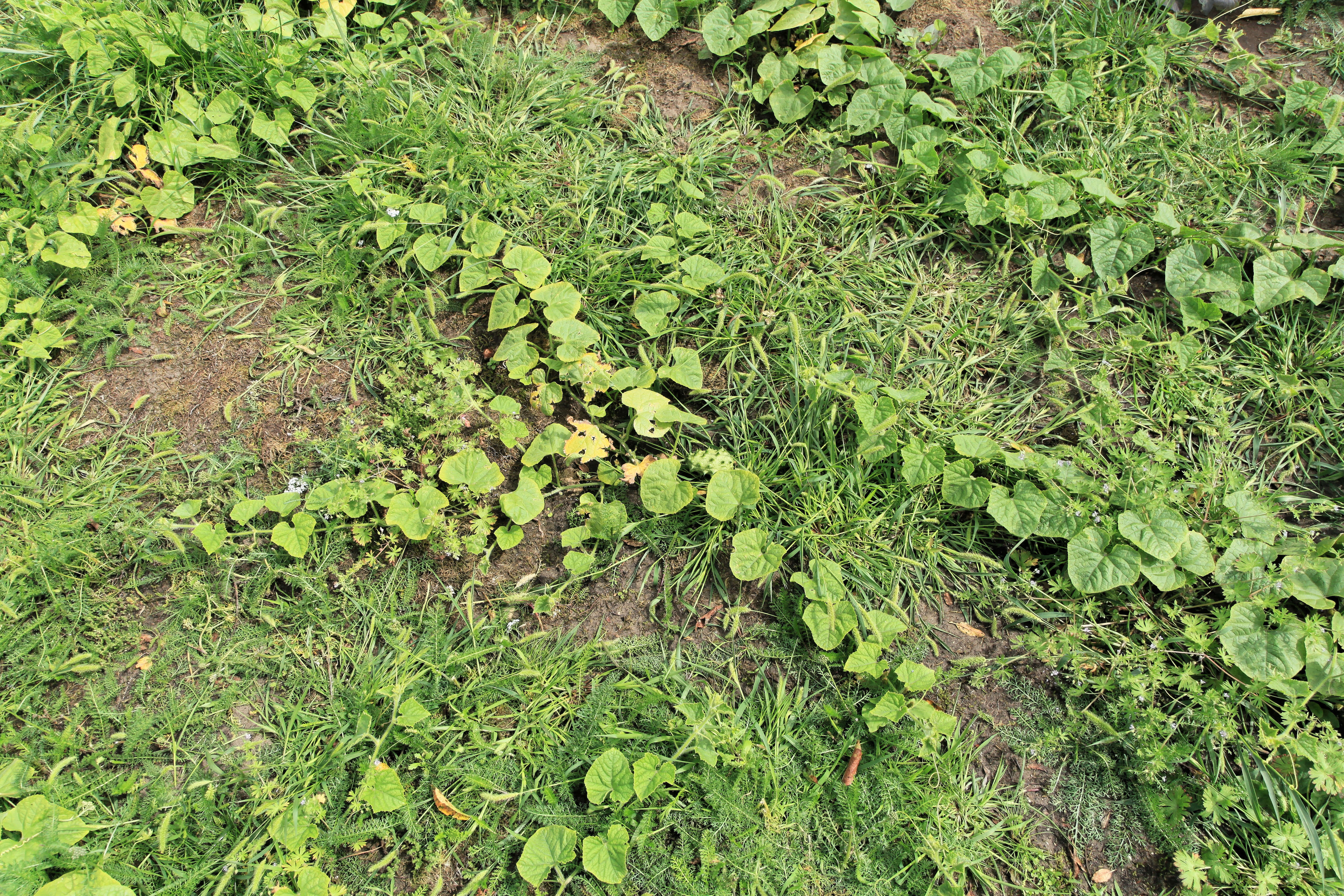 Image of African horned cucumber