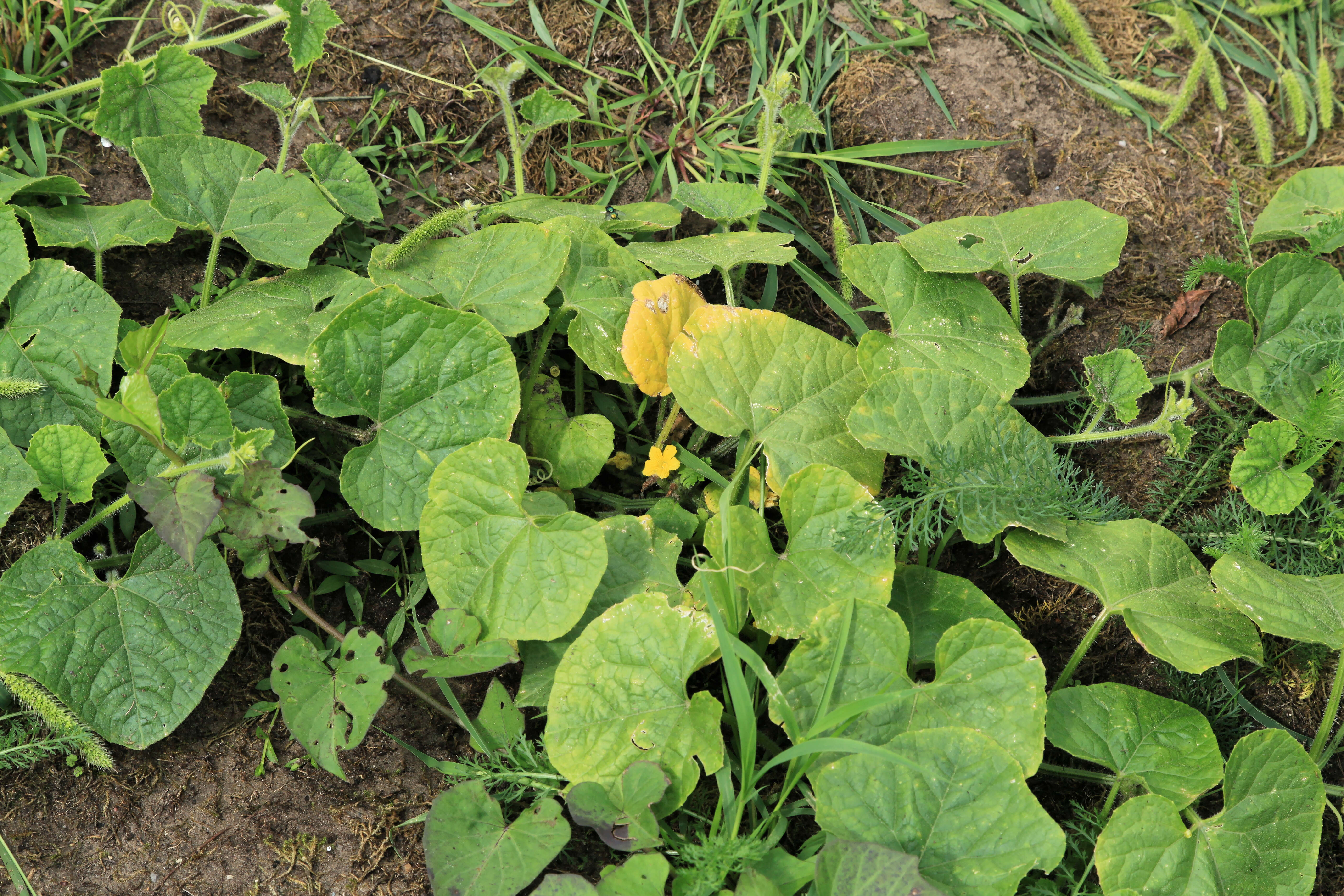 Image of African horned cucumber