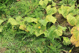 Image of African horned cucumber