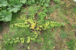 Image of African horned cucumber