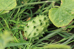 Image of African horned cucumber