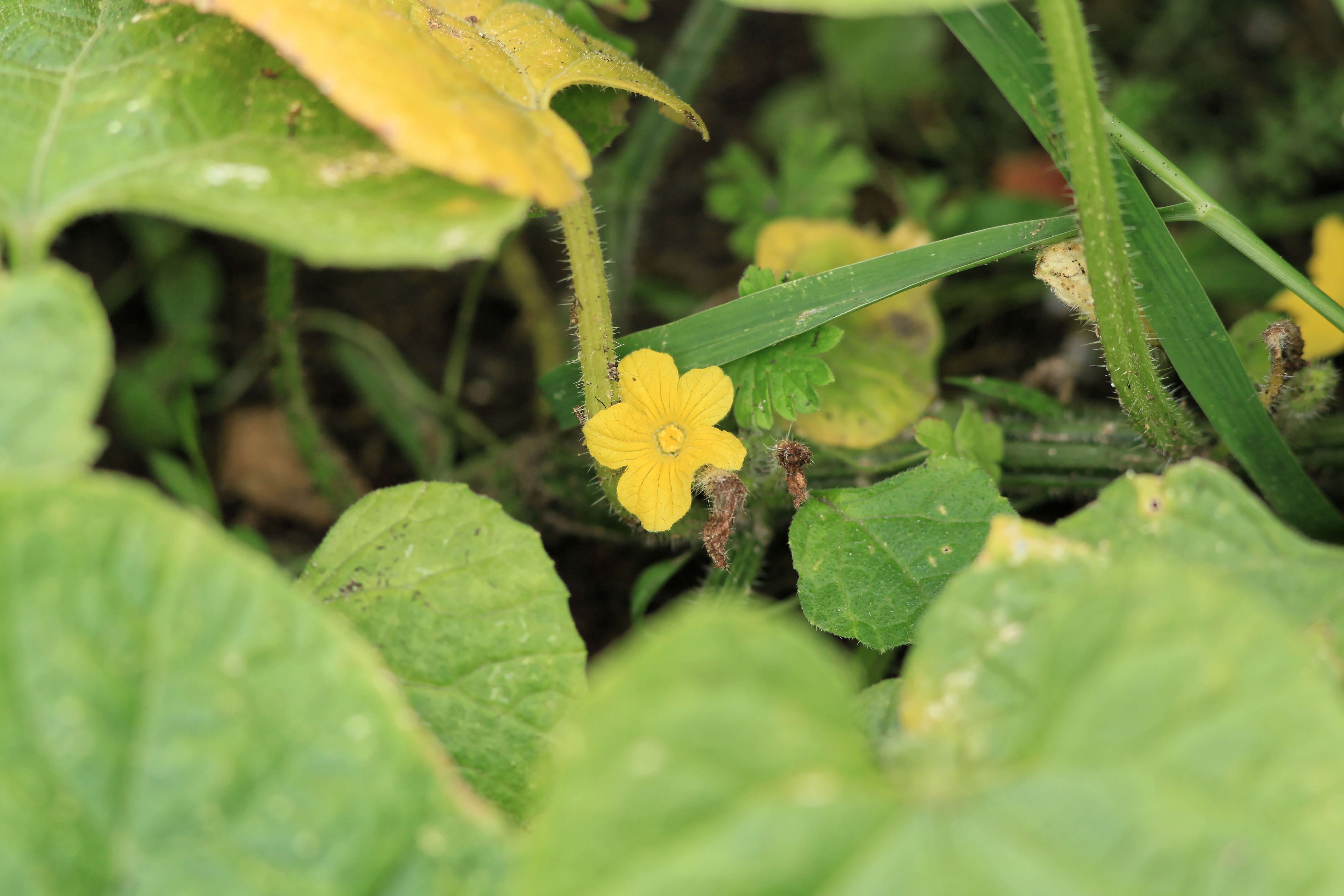 Image of African horned cucumber