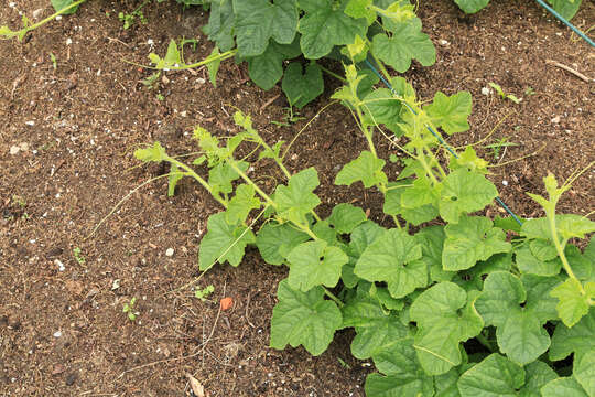 Image of African horned cucumber