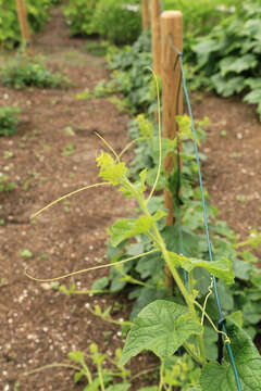 Image of African horned cucumber