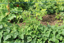 Image of African horned cucumber