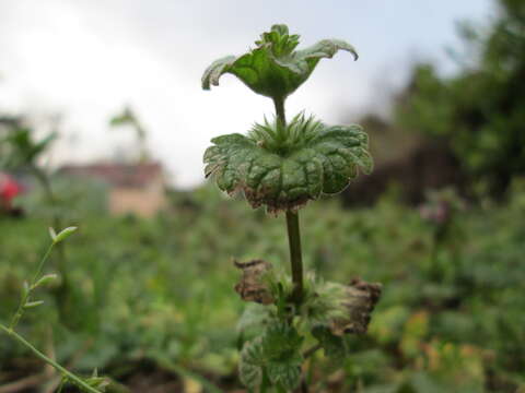 Image of common henbit