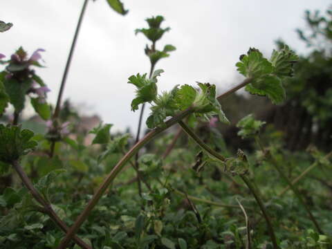 Image of common henbit