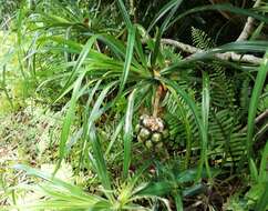 Imagem de Pandanus tenuifolius Balf. fil.