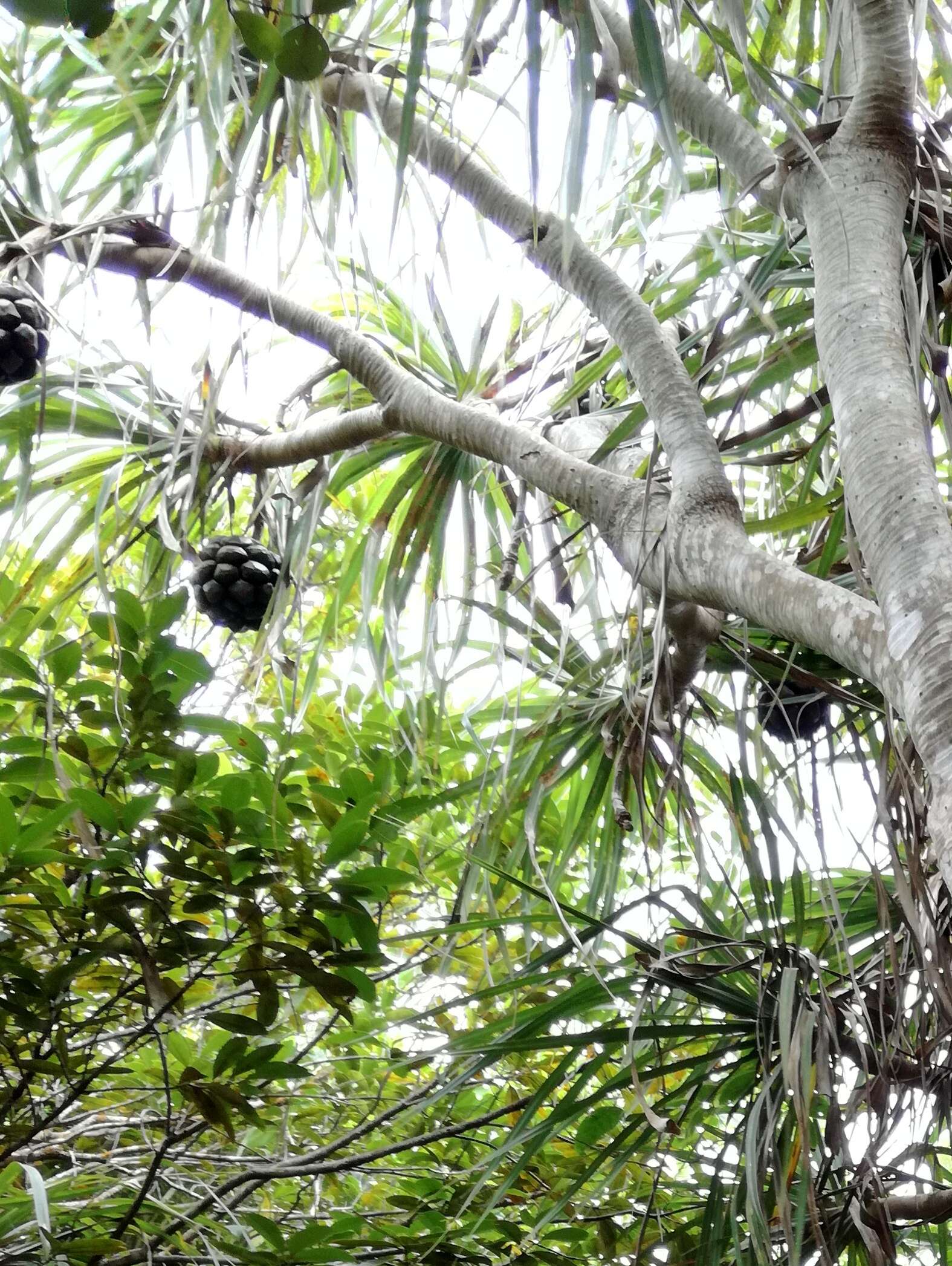 Imagem de Pandanus tenuifolius Balf. fil.