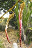 Image of Puya ferruginea (Ruiz & Pav.) L. B. Sm.