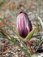 Image of Romulea monadelpha (Sweet ex Steud.) Baker