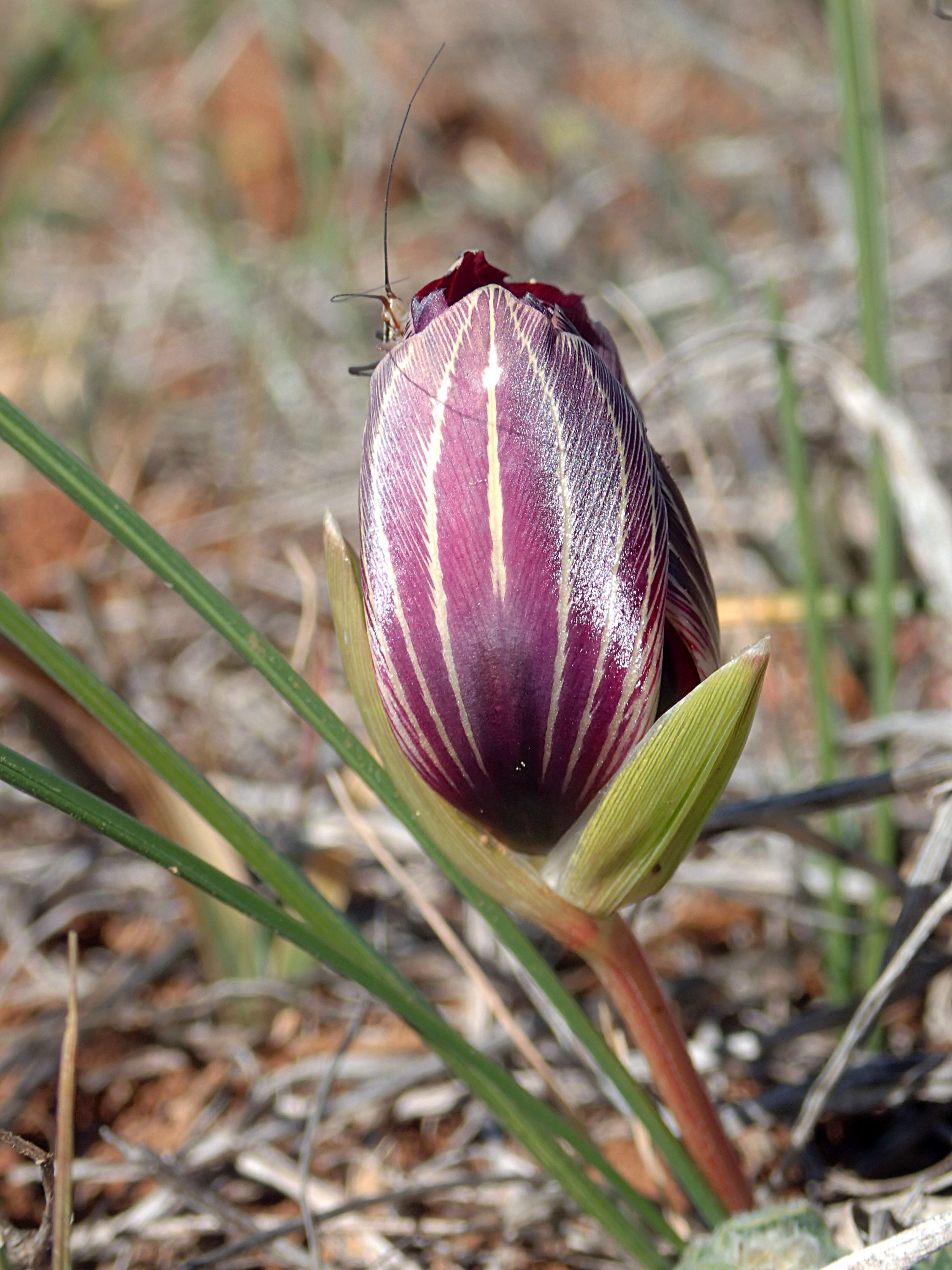 Image of Romulea monadelpha (Sweet ex Steud.) Baker