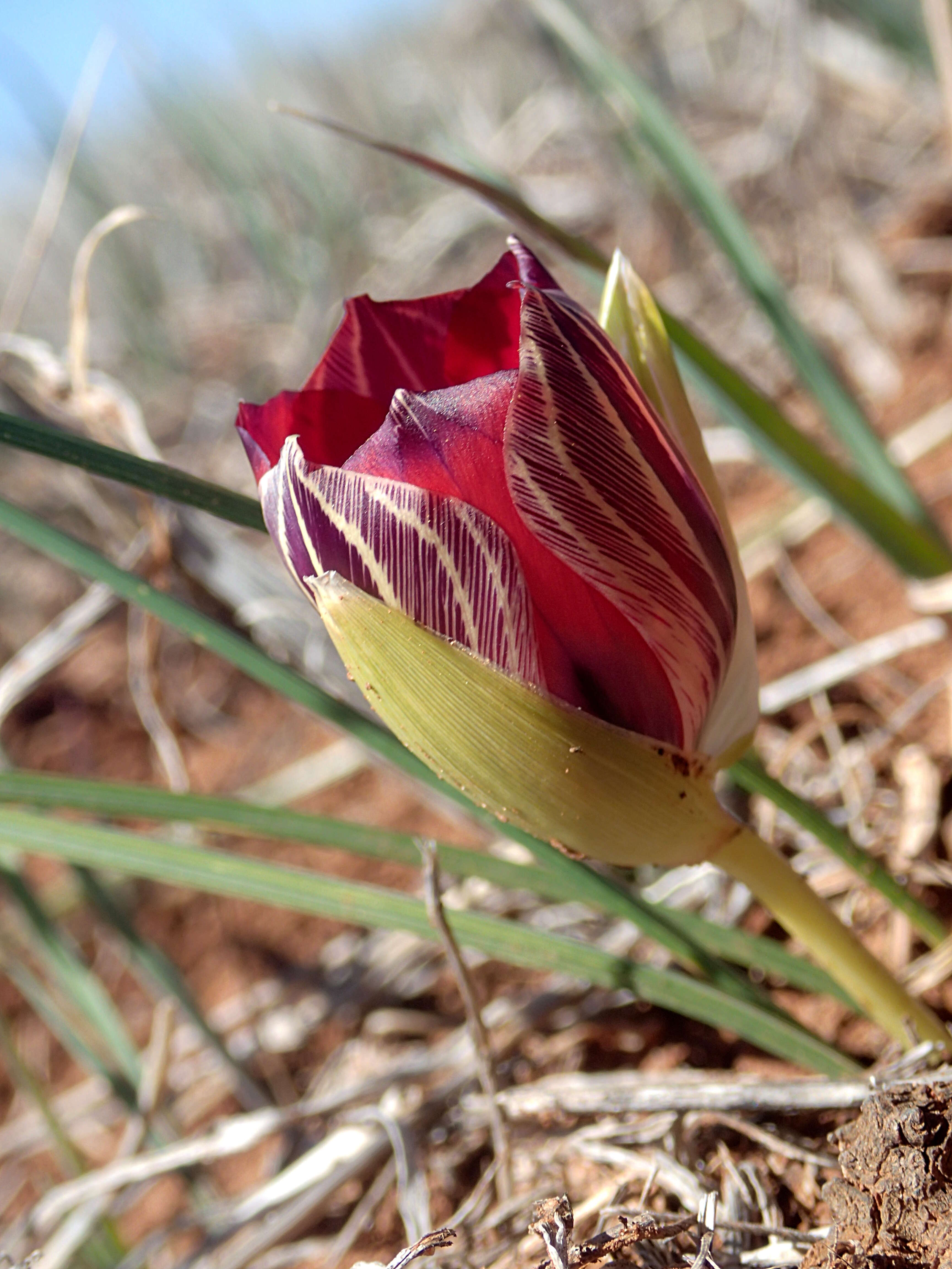 Image of Romulea monadelpha (Sweet ex Steud.) Baker