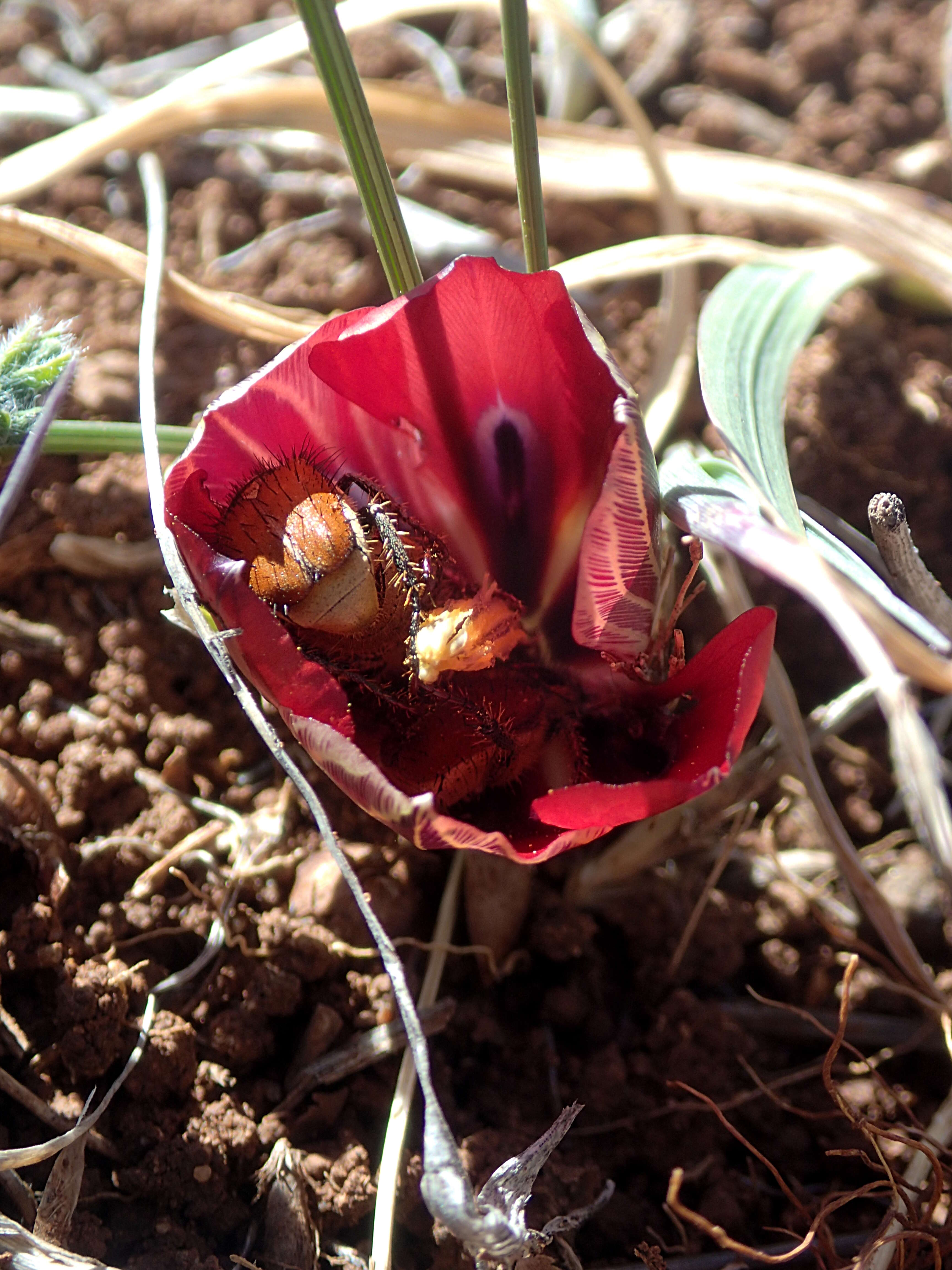 Image of Romulea monadelpha (Sweet ex Steud.) Baker