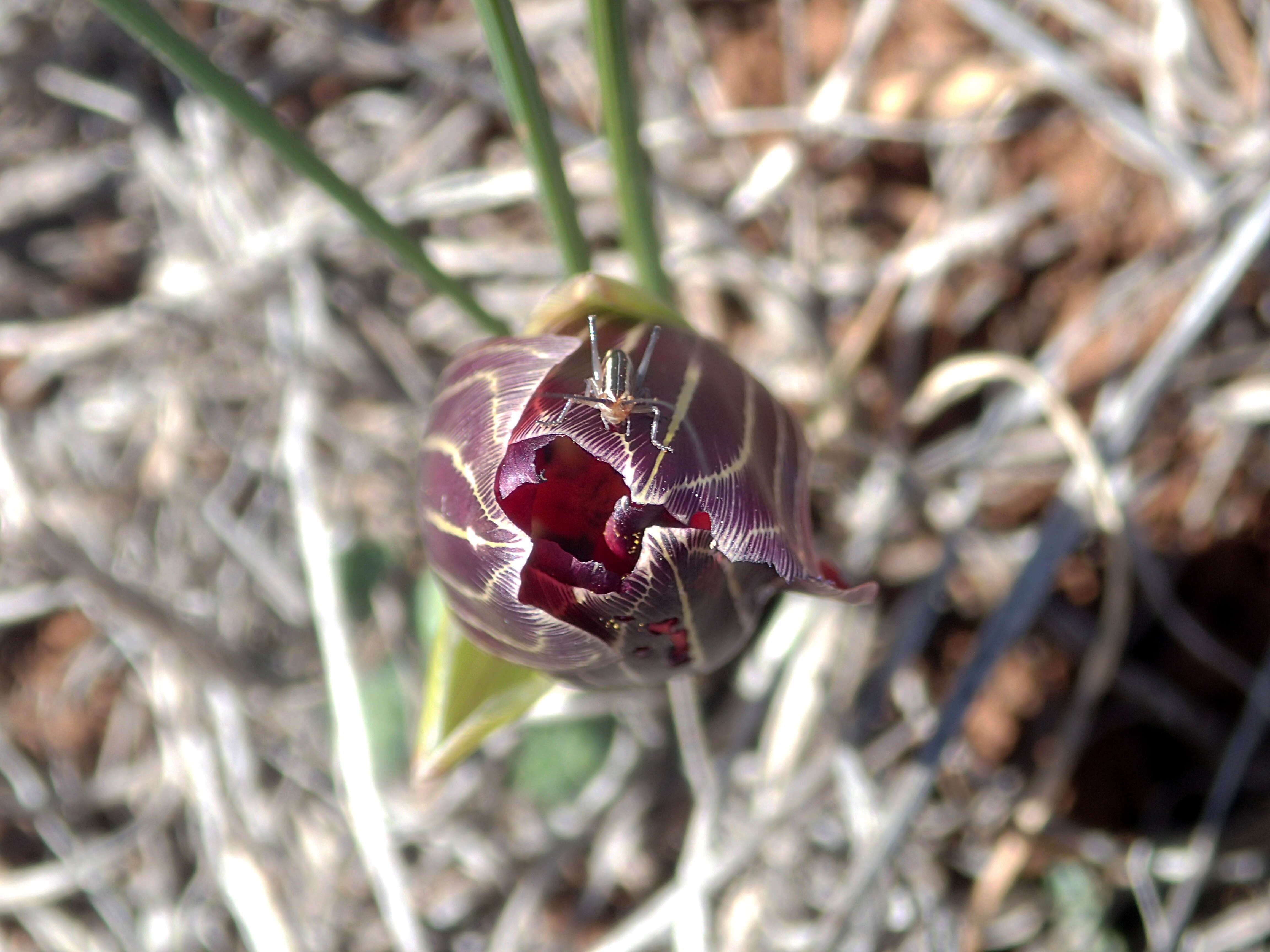 Image of Romulea monadelpha (Sweet ex Steud.) Baker