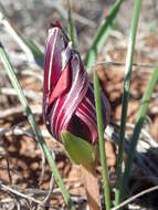 Image of Romulea monadelpha (Sweet ex Steud.) Baker