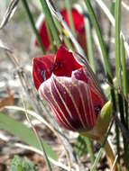 Image of Romulea monadelpha (Sweet ex Steud.) Baker