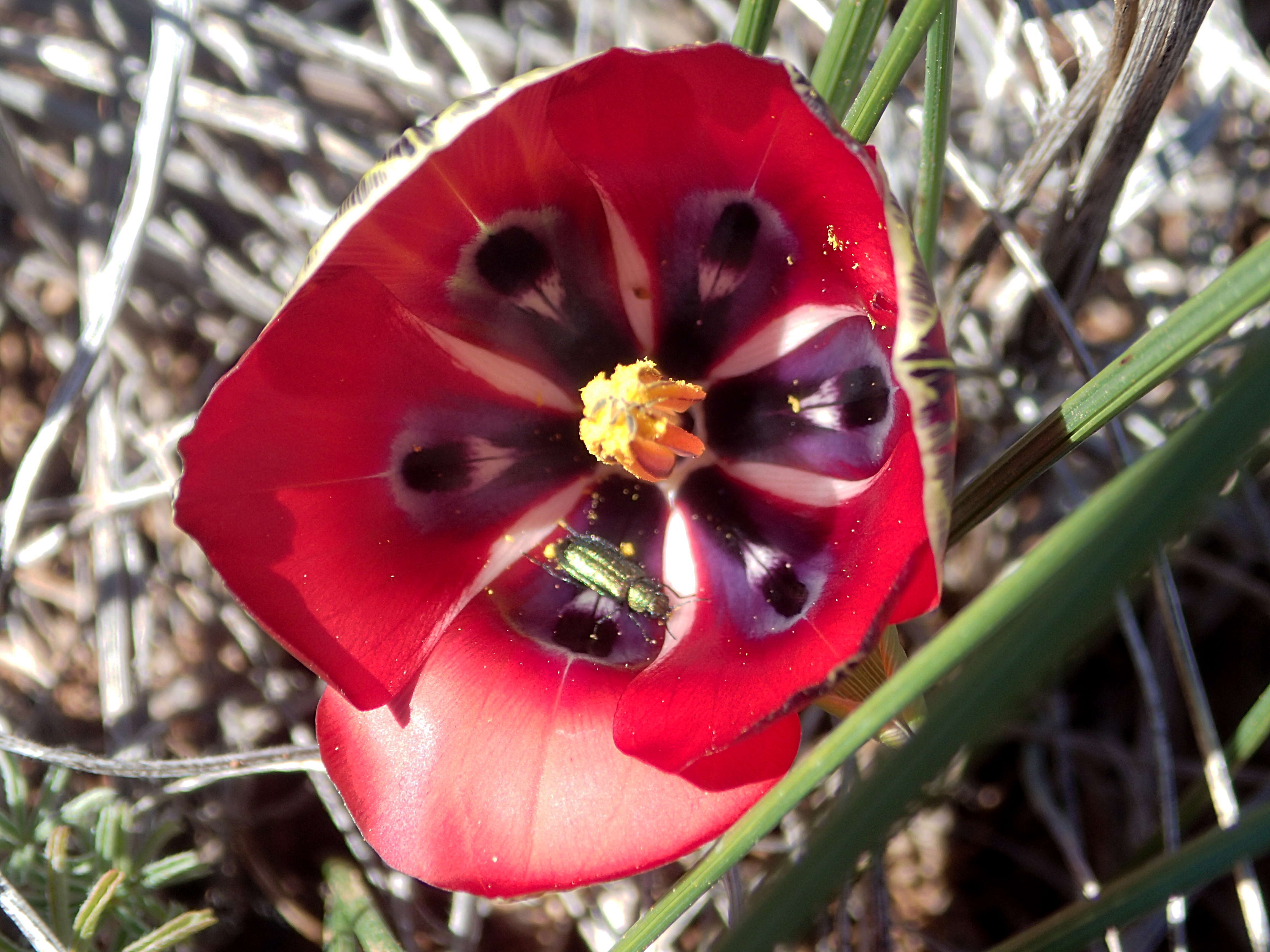 Image of Romulea monadelpha (Sweet ex Steud.) Baker