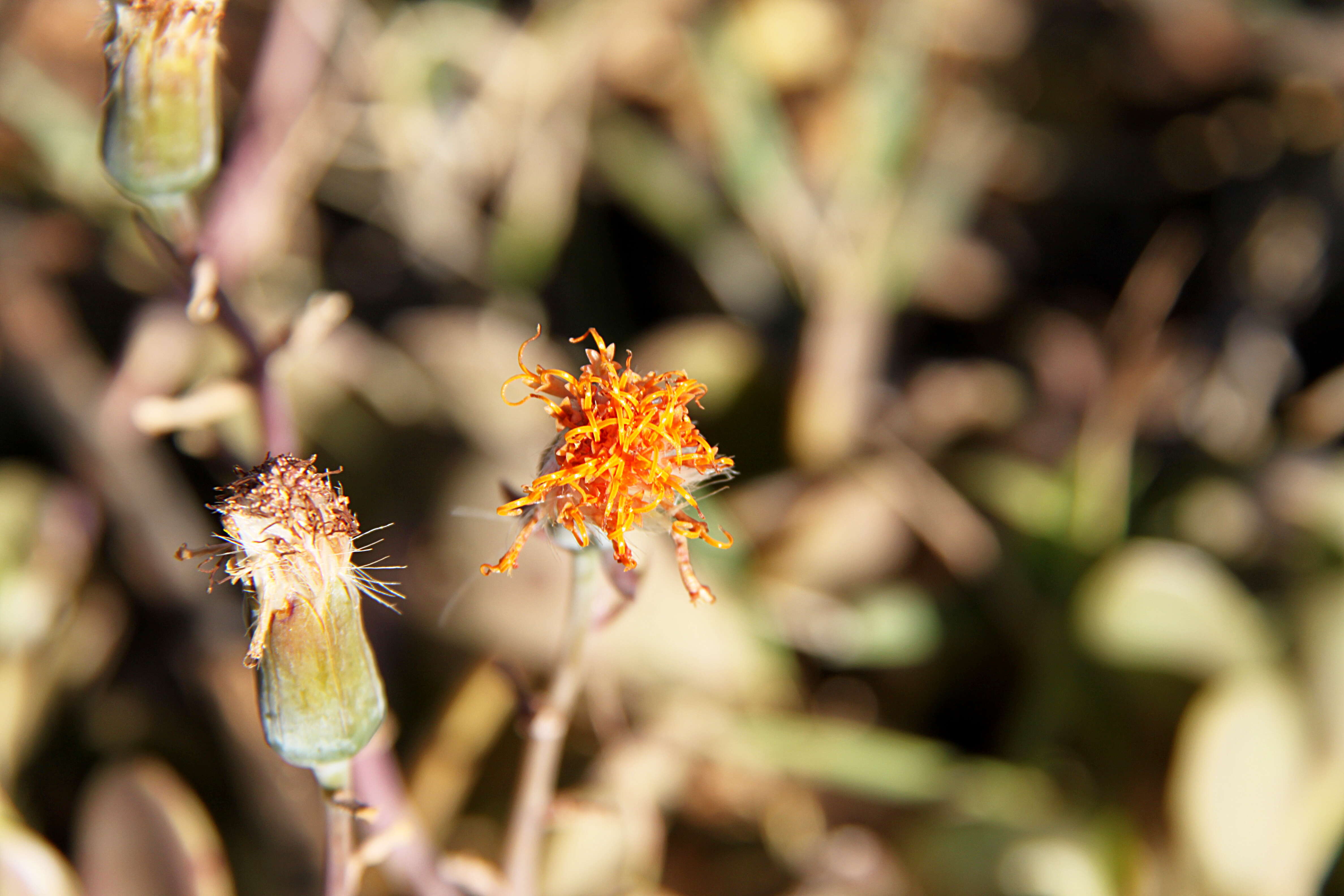 Plancia ëd Kleinia petraea (R. E. Fr.) C. Jeffrey