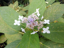 Image of Hydrangea involucrata Siebold