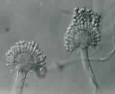 Sivun Aspergillus parasiticus Speare 1912 kuva