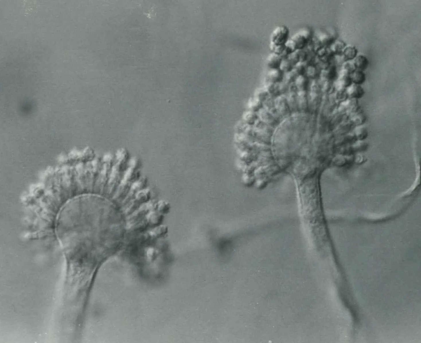 Sivun Aspergillus parasiticus Speare 1912 kuva