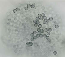 Sivun Aspergillus parasiticus Speare 1912 kuva