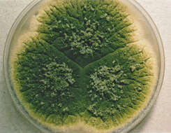 Sivun Aspergillus parasiticus Speare 1912 kuva