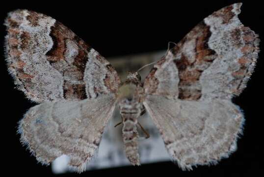 Image of Toothed Brown Carpet