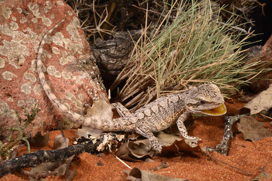 Imagem de Pogona minor (Sternfeld 1919)