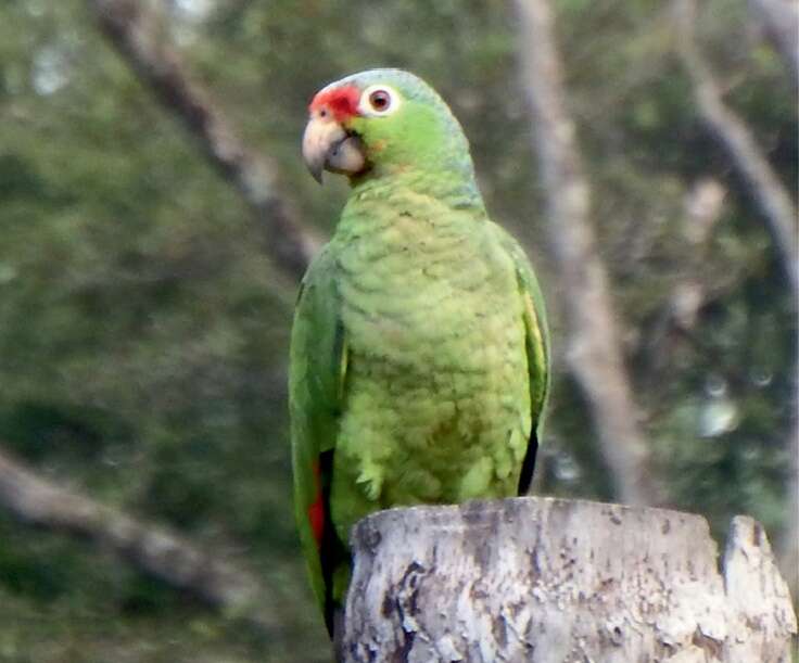 Imagem de Amazona autumnalis (Linnaeus 1758)