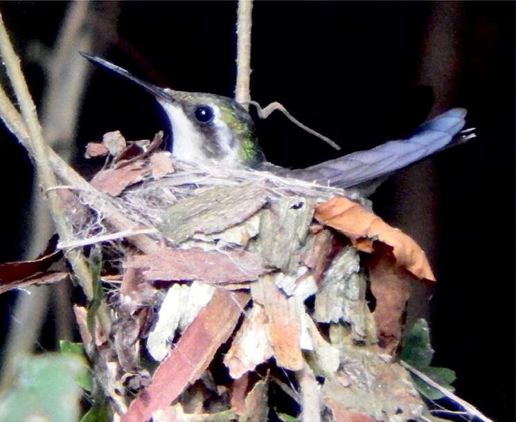 Image of Chlorostilbon canivetii