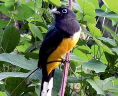 صورة Trogon melanocephalus Gould 1836