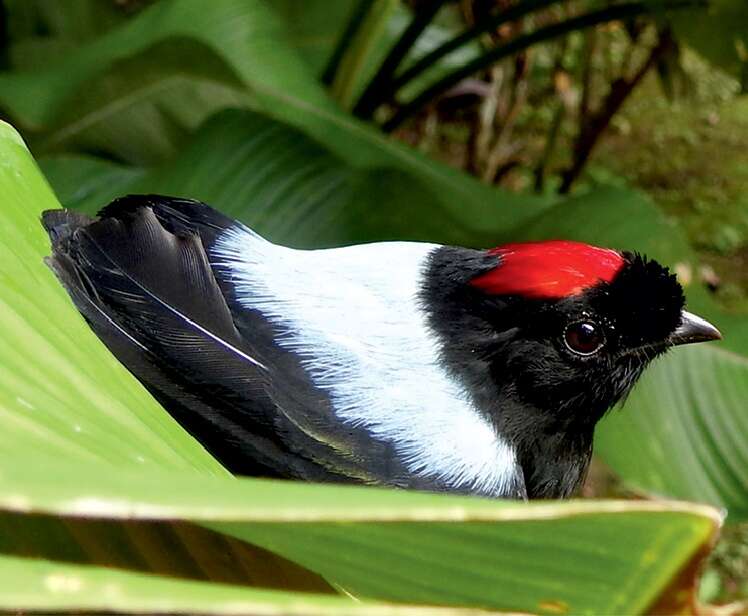 Image of Long-tailed Manakin