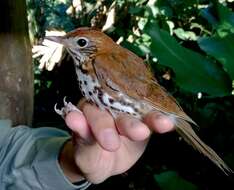 Image of Orange-billed Nightingale-Thrush