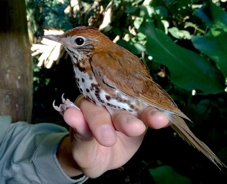 Image of Orange-billed Nightingale-Thrush