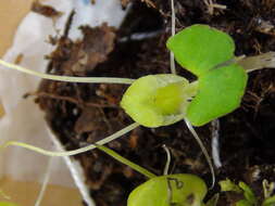 Image of Zeller's spider orchid