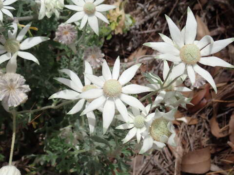 Imagem de Actinotus helianthi Labill.