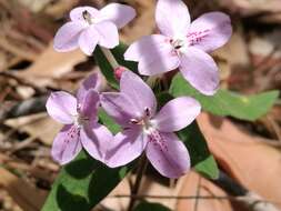 Image de Pseuderanthemum variabile (R. Br.) Radlk.