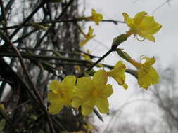 Image of winter jasmine