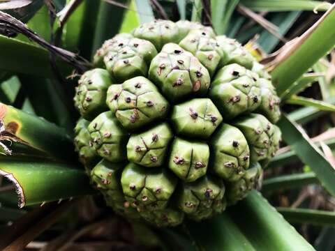 Image de Pandanus odorifer (Forssk.) Kuntze