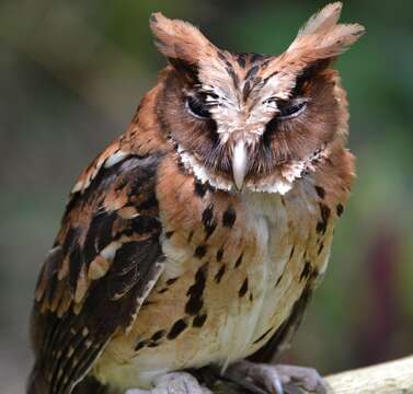 Image of Giant Scops Owl