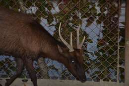 Image of Philippine Brown Deer