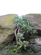 Image of White Stonecrop